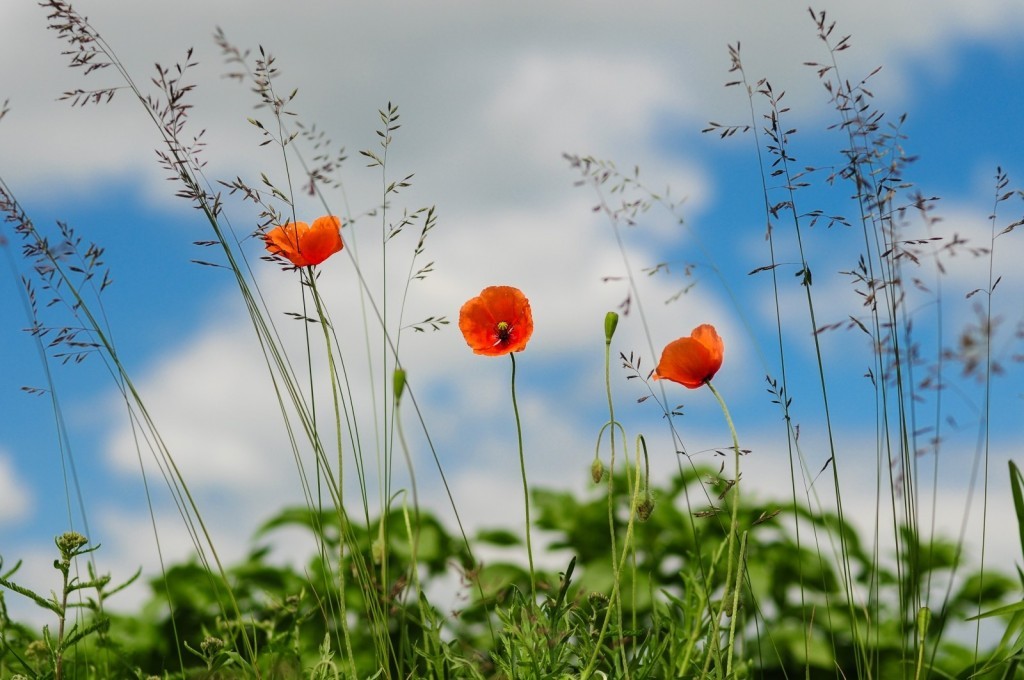 meadow-flower-poppy-wild-poppies