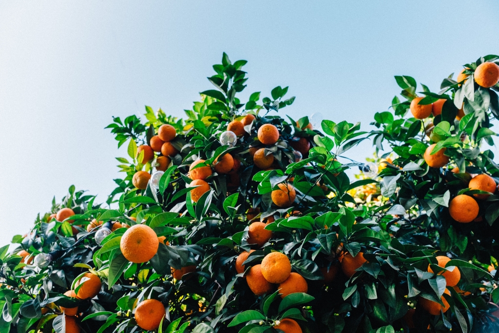 柑橘系のアロマオイル