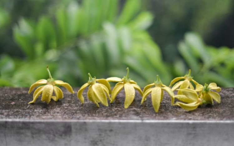 イランイランの使い方